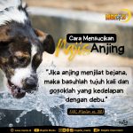 ANJING SEBAGAI HEWAN PEMBURU