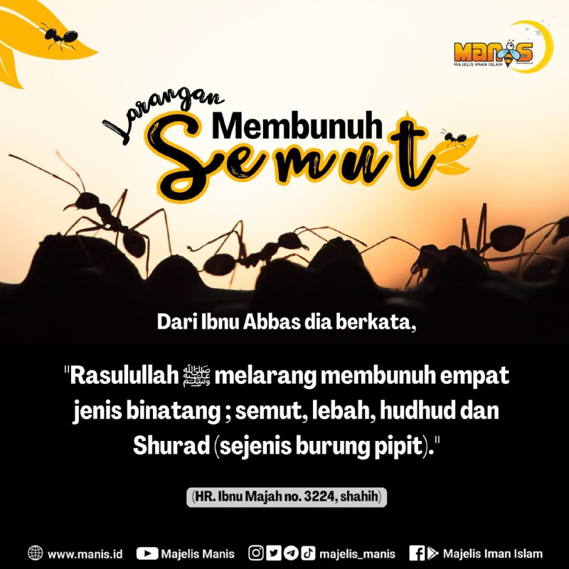 Membunuh Semut